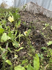 Tripleurospermum inodorum