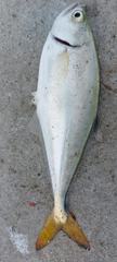 Oligoplites