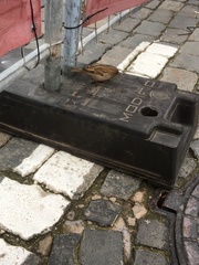 Passer domesticus