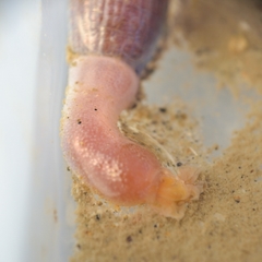 Siphonosoma cumanense