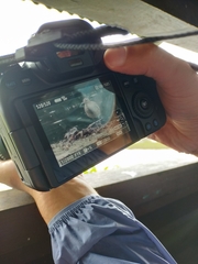 Numenius phaeopus phaeopus