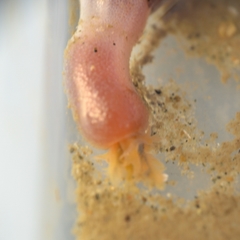 Siphonosoma cumanense