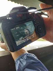 Numenius phaeopus phaeopus