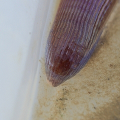 Siphonosoma cumanense