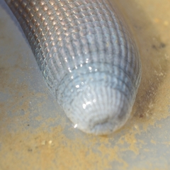 Siphonosoma cumanense