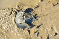 Tachypleus tridentatus