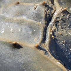 Tachypleus tridentatus