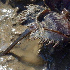 Tachypleus tridentatus