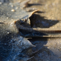 Tachypleus tridentatus