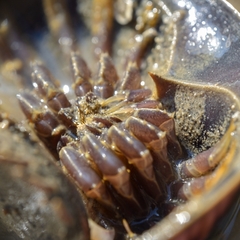 Tachypleus tridentatus