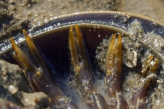 Tachypleus tridentatus