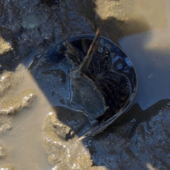 Tachypleus tridentatus