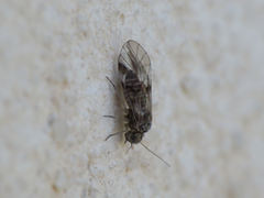 Amphigerontia contaminata