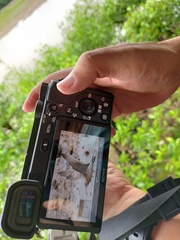 Numenius phaeopus phaeopus