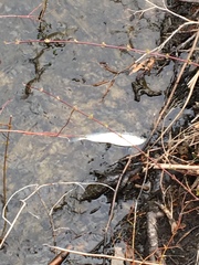 Alosa pseudoharengus