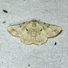 Aeolochroma quadrilinea