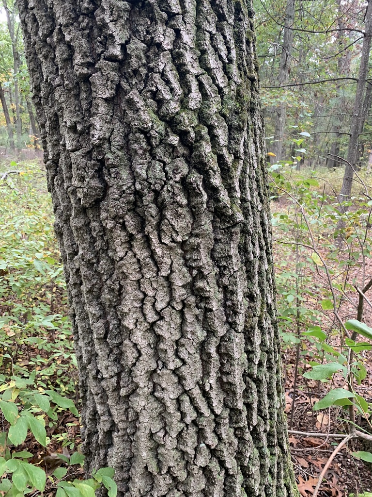 scarlet oak from Jamesburg Park Conservation Area, Helmetta, NJ, US on