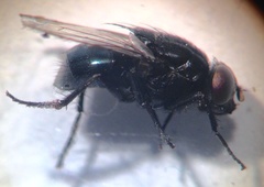 Australophyra rostrata