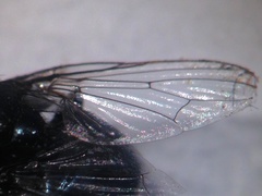 Australophyra rostrata