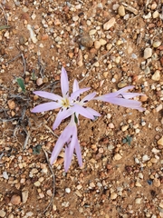 Colchicum