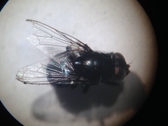 Australophyra rostrata