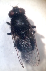 Australophyra rostrata