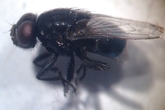 Australophyra rostrata