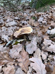 Cortinarius livido-ochraceus