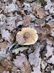 Cortinarius livido-ochraceus