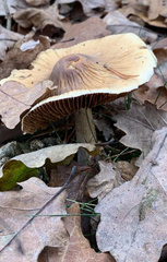 Cortinarius livido-ochraceus
