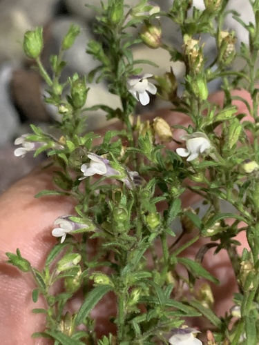 Chaenorhinum minus iNat (3)