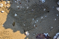 Scopimera intermedia