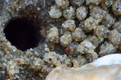 Scopimera intermedia