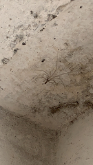 Pholcus phalangioides