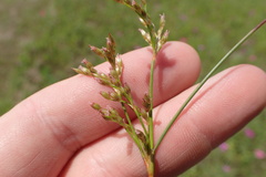 Juncus interior