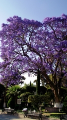 Jacaranda mimosifolia