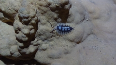 Porcellio expansus