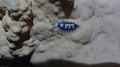 Porcellio expansus
