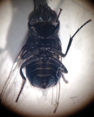 Australophyra rostrata