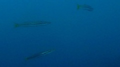 Sphyraena flavicauda