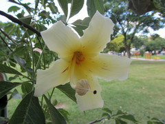 Ceiba chodatii