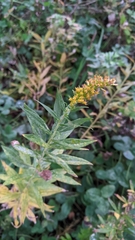 Solidago