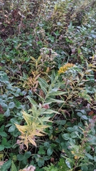 Solidago