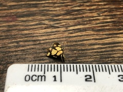 Deuterarcha xanthomela