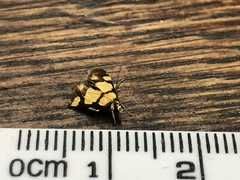 Deuterarcha xanthomela