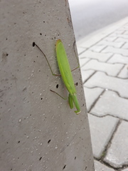 Mantis religiosa