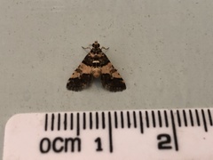 Nacoleia mesochlora