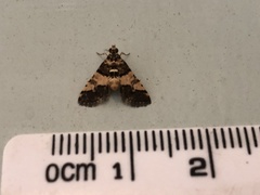Nacoleia mesochlora