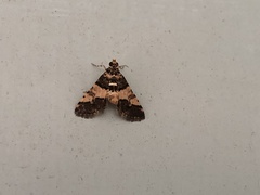 Nacoleia mesochlora