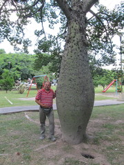 Ceiba chodatii